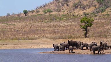 非洲布什<strong>大象</strong>克鲁格国家公园南非洲